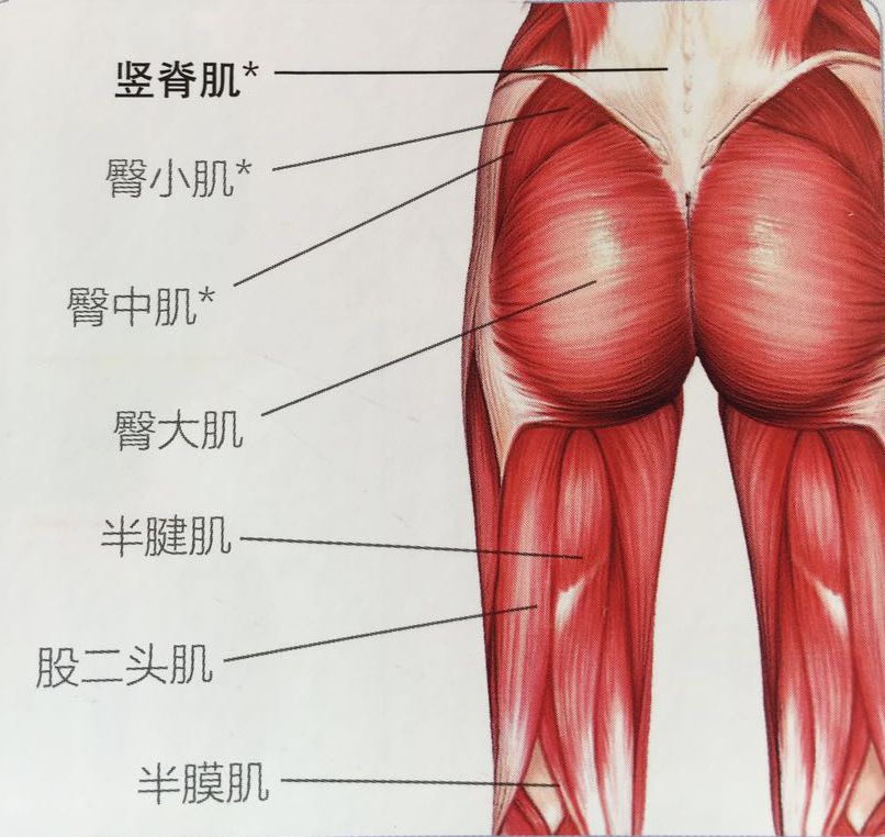 五个锻炼臀小肌的方法docx(图1)