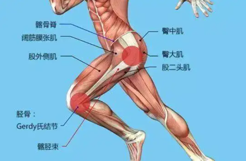 人类为何能双足直立行走?最新研究发现髂骨演化经历重要两步(图1)