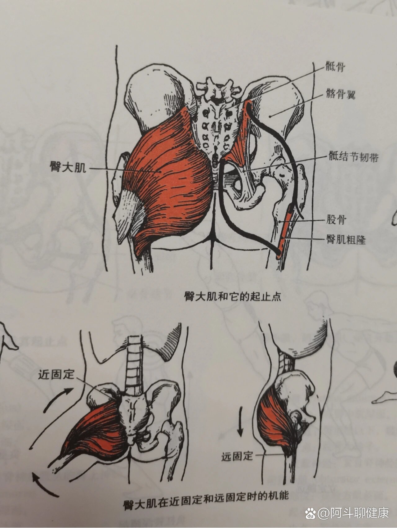 【图】《神犬小七2》萌出新境界水下镜头深至9米打破行业记录(图1)