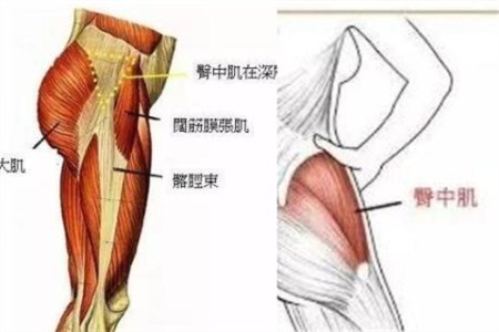 臀部肌肉叫什么(图1)
