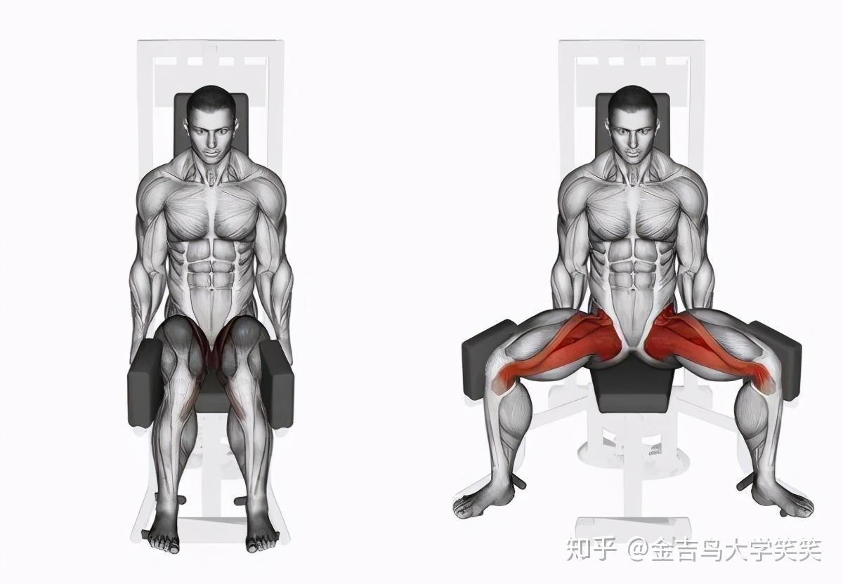 臀部肌肉的解剖和锻炼动作(图1)
