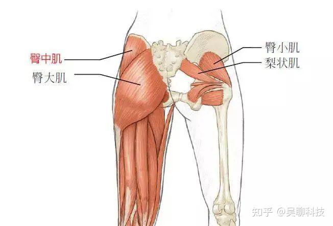 臀中肌臀小肌怎样定位？(图1)