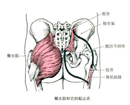 常见的肌肉松解及训练方法——臀大肌(图1)
