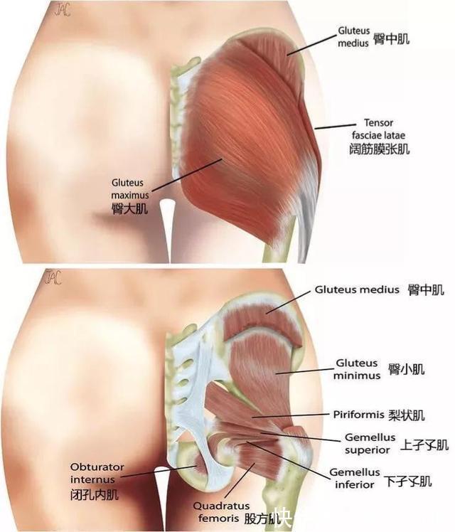 【臀部轰炸】前三张为激活手段注意腰椎不要超伸腰背平直。图5、6是我平常臀部训练里最爱的两个王牌动作深度刺激臀大肌上部。图7臀推可将臀大肌整体练得更饱满也就是传说中的蜜桃臀8用罗马椅做9注意屈膝不要太多主动顶髋。五月动起来天天健身(图1)