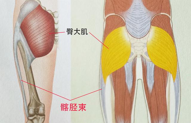 臀腿训练中哑铃练臀腿的三大经典动作所有人都值得拥有(图1)