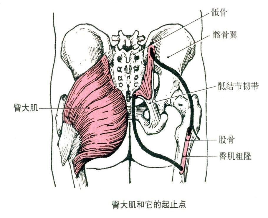 那些经典的腿部训练动作解剖图解（收藏级）(图1)