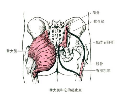 大腿、臀部肌肉酸痛是怎么回事(图1)