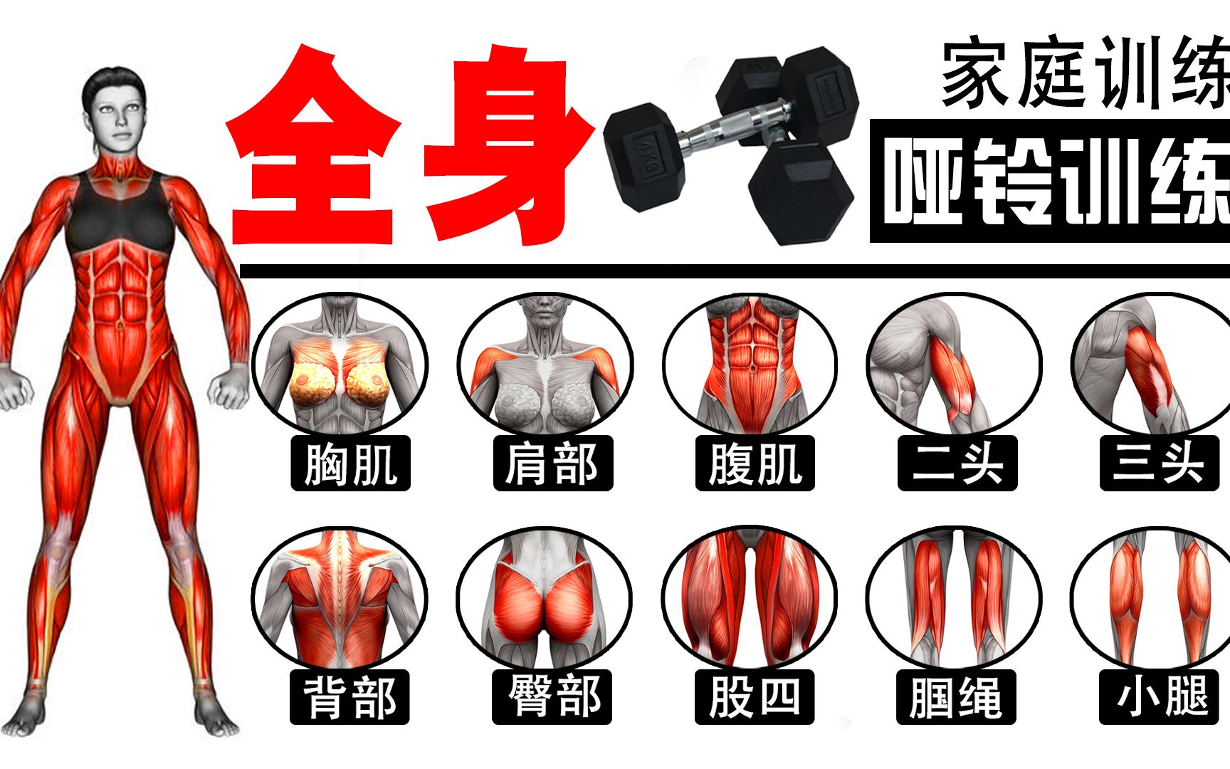 国家体育产业示范单位专业健身房器材提供商(图1)