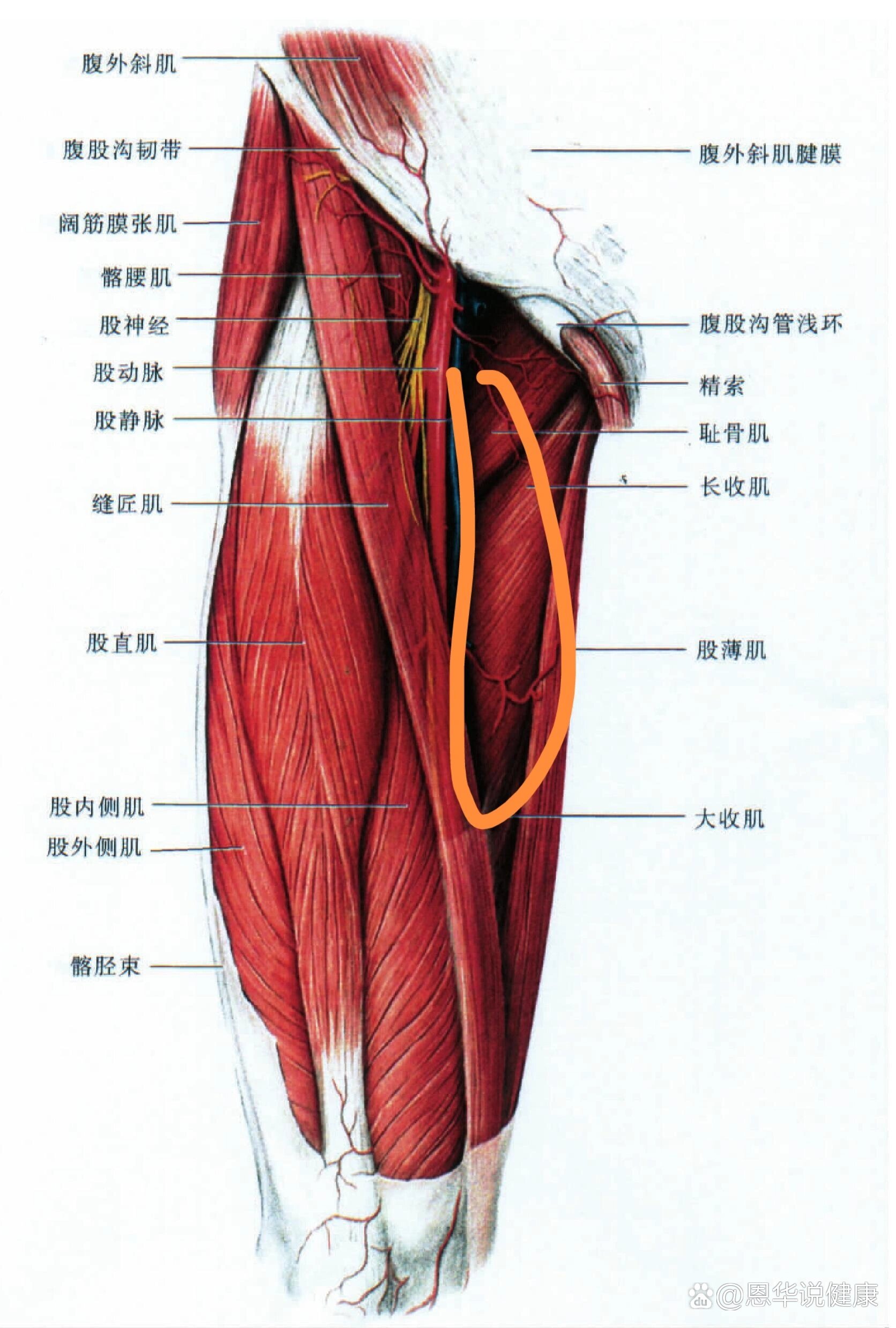 臀腿与核心训练方案每个动作训练10-20次-爱奇艺(图1)