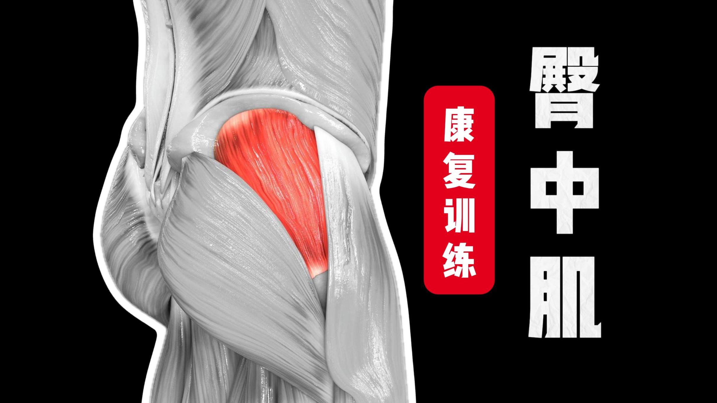 五个动作教你怎么训练臀中肌让整个臀肌都有一定程度的发展!(图1)