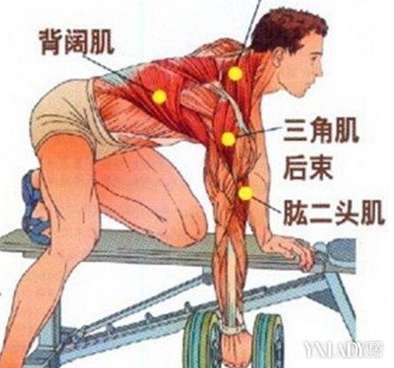 怎么用哑铃练出强壮的手臂?(图1)