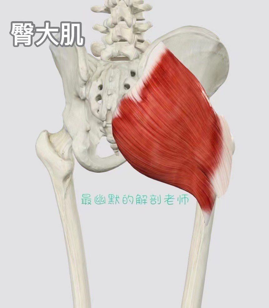 113臀部主要肌肉的名称及神经支配pdf(图1)