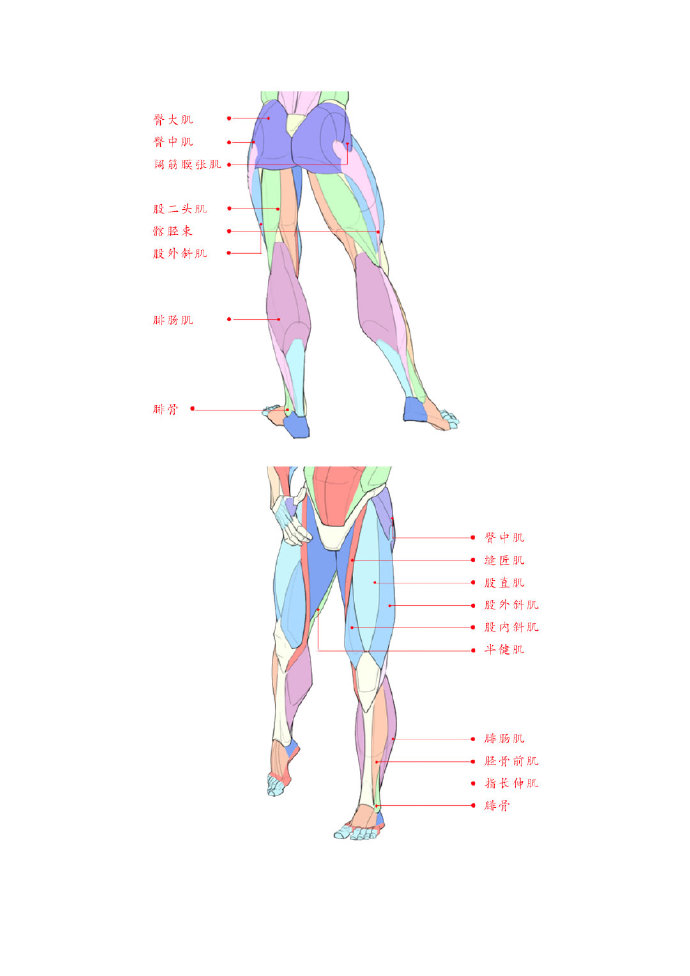 健身房什么器械练臀效果好?探索健身房内的高效练臀器械(图1)